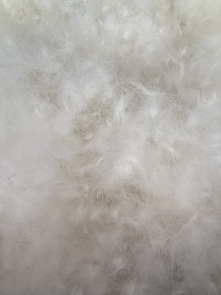 Texture de plumes blanches et douces.