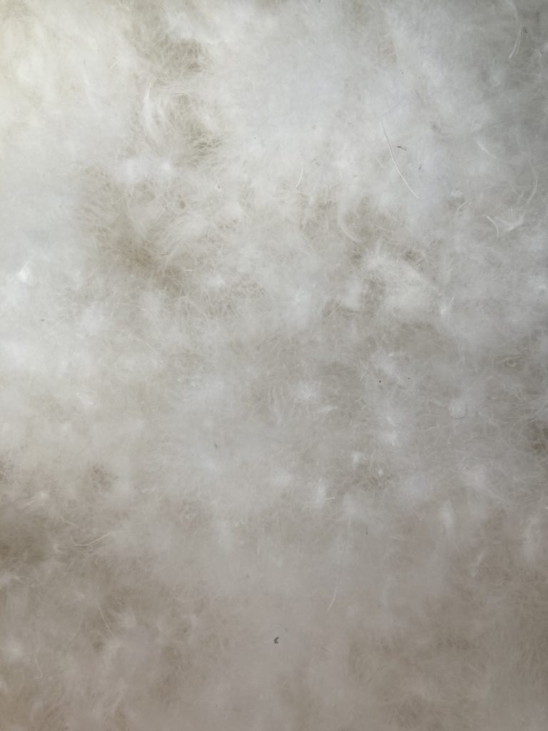 Texture de plumes blanches et douces.