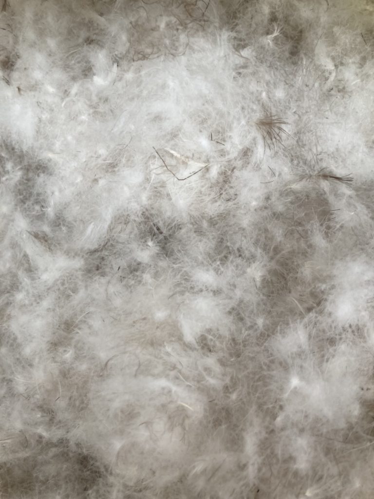 Texture de plumes blanches et douces.